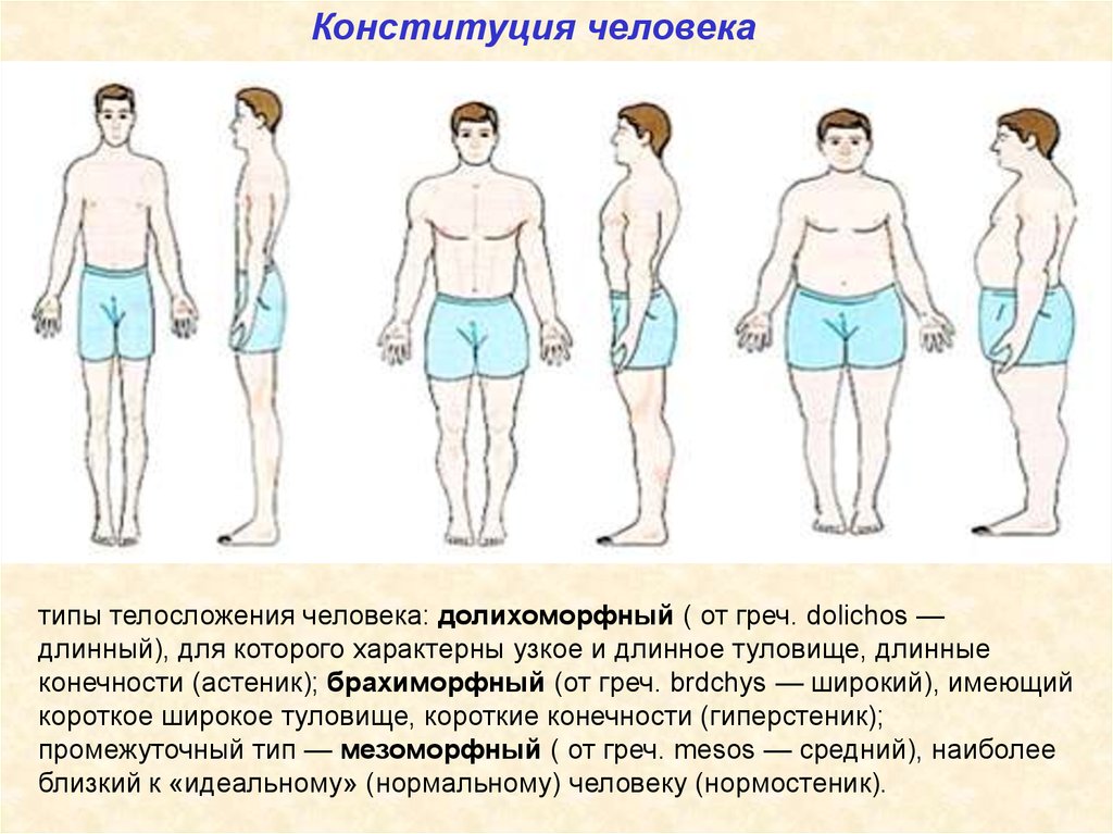 Конституция человека презентация