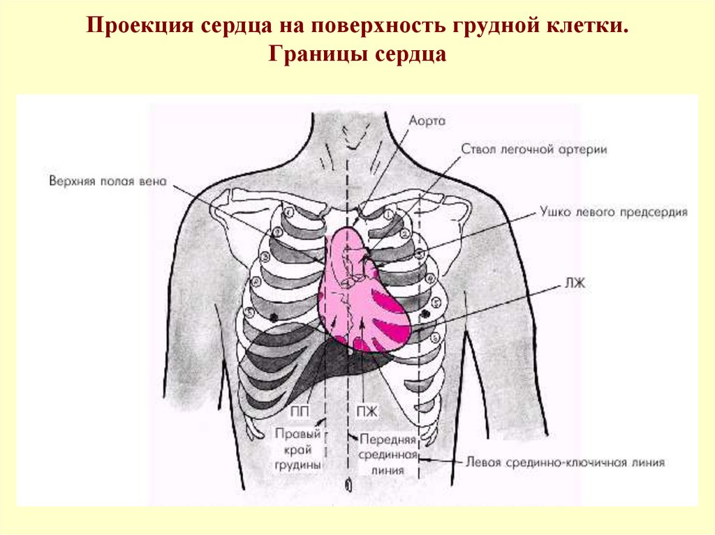 Органы под правой грудью. Расположение сердца у человека. Проекция сердца на грудную. Проекция границ сердца.