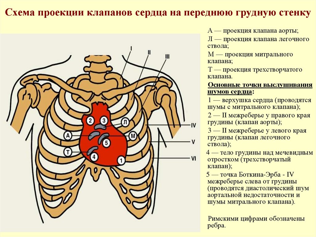 Клапаны сердца на грудной клетке. Проекция клапанов сердца и места их выслушивания. Аускультация сердца проекция клапанов. Проекция границ и клапанов сердца на грудную клетку. Схема проекции клапанов сердца.