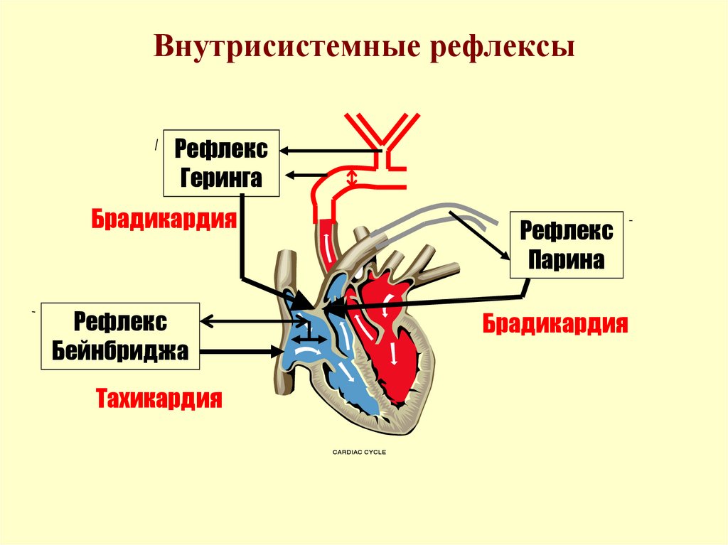 Рефлекс парина схема