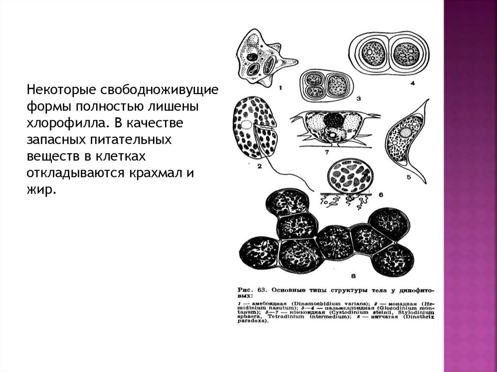 Запасное питательное вещество функции. Запасные питательные вещества клетки. Запасные питательные вещества в клетках растений. Запасное питательное вещество растительной клетки. Запасные питательные вещества растительной клетки откладываются в.