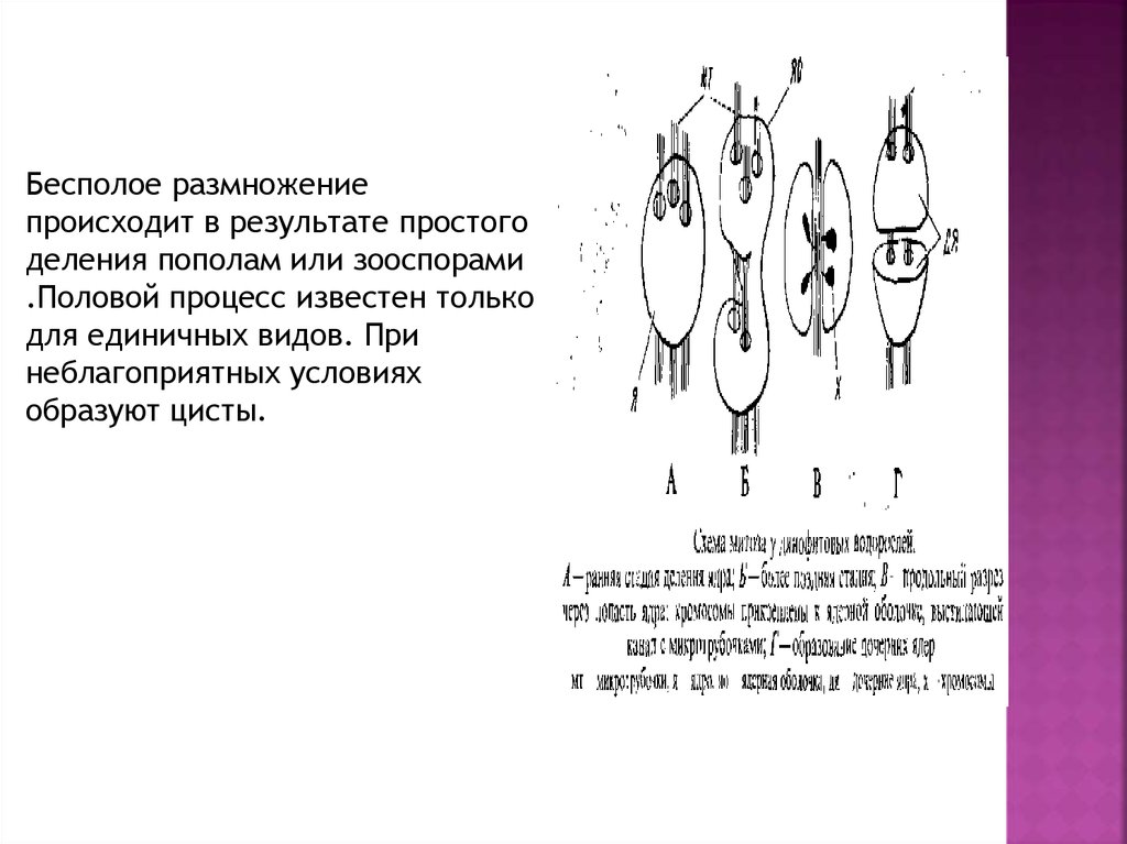 Бесполое размножение происходит. Размножением динофитовых водорослей.. Отдел динофитовые водоросли размножение. При бесполом размножении.