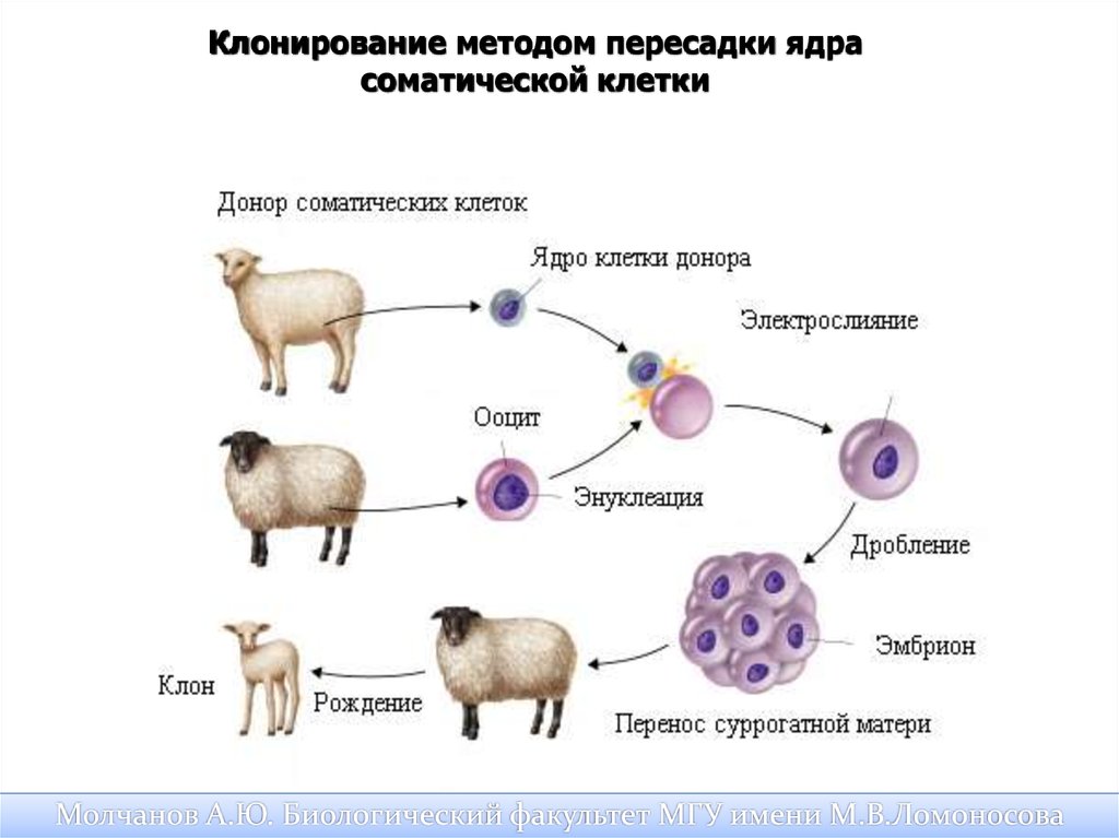 Клонирование краткий обзор направления