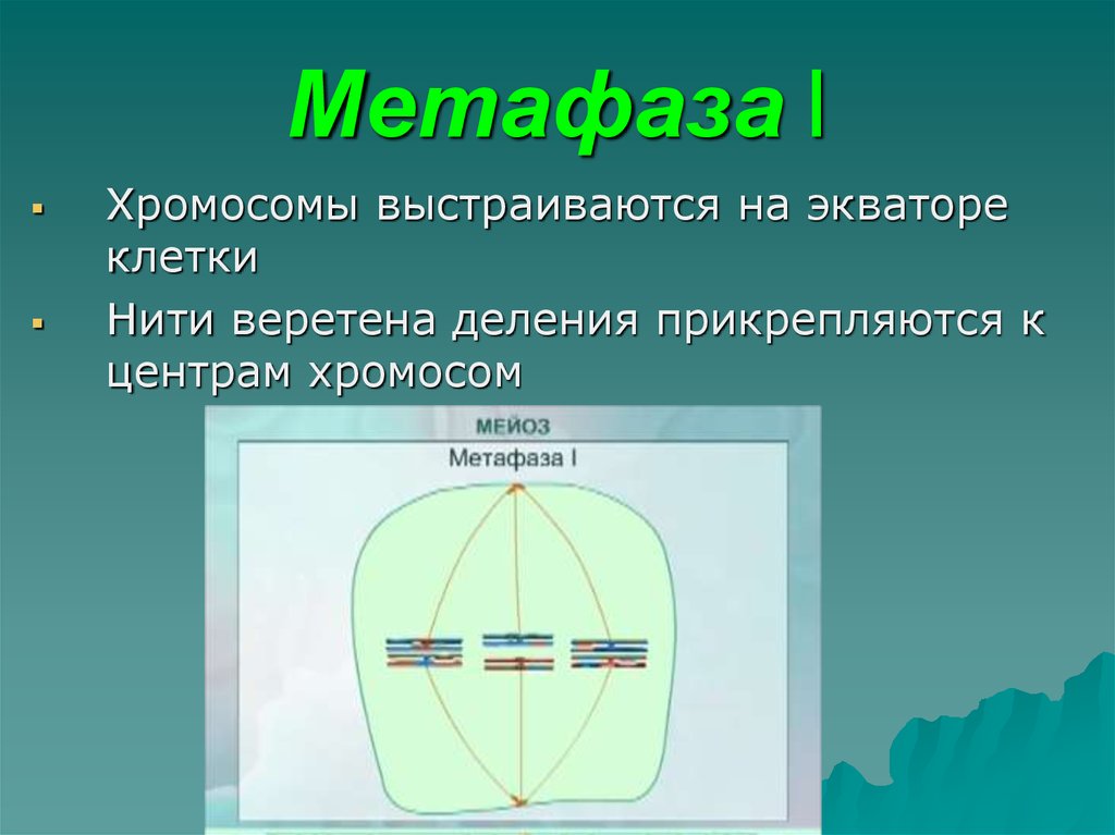 Метафаза 1 хромосомы