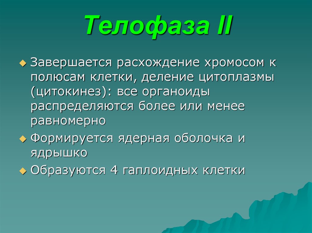 Телофаза II