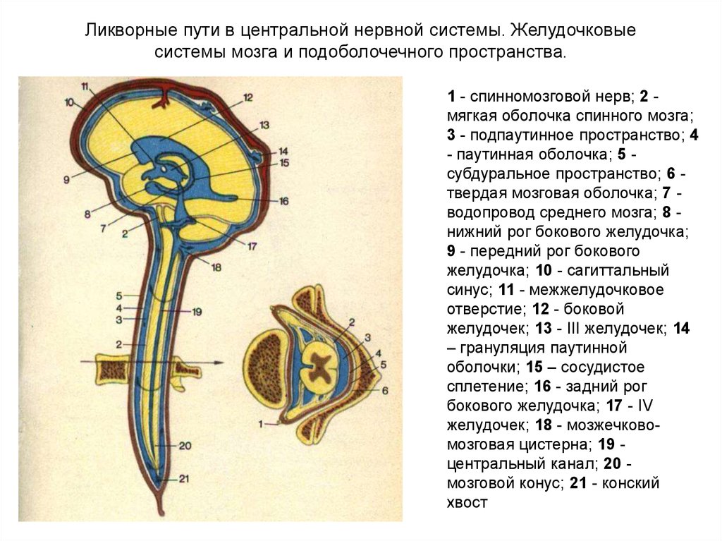 Ликворные пространства головного. Строение ликворопроводящих путей головного и спинного мозга. Ликворная система головного мозга схема. Система циркуляции цереброспинальной жидкости. Ликворная система головного мозга топография.