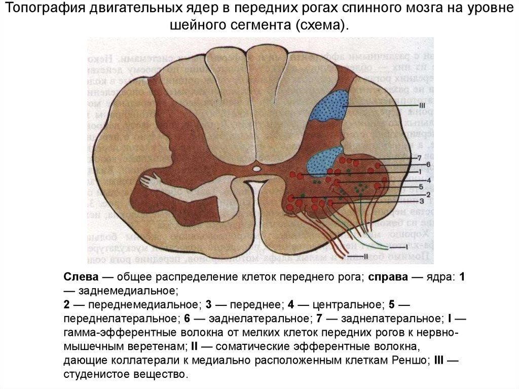 Центральное ядро спинного мозга. Ядра переднего рога спинного мозга. Двигательные ядра передних Рогов спинного мозга. Ядра передних Рогов спинного мозга функции. Функции ядер Рогов спинного мозга.