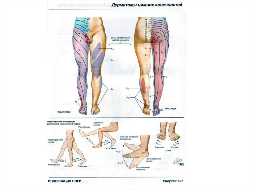 Дерматомы. Дерматомы нижних конечностей. Дерматомы l5-s1. Дерматомы неврология схема. Дерматомы ноги иннервация.