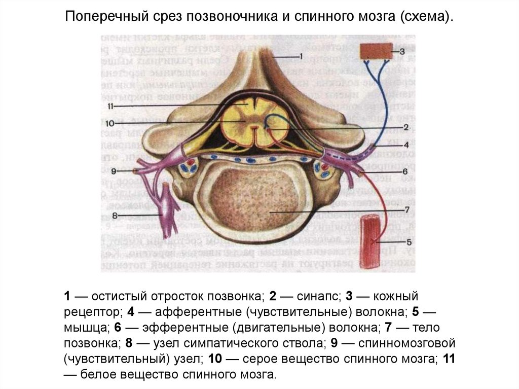 Поперечный срез спинного мозга схема