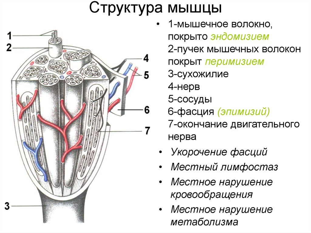 Мышцы входят в состав системы. Состав мышц. Структура мышц. Строение мышечной системы в разрезе. Строение и химический состав мышц.