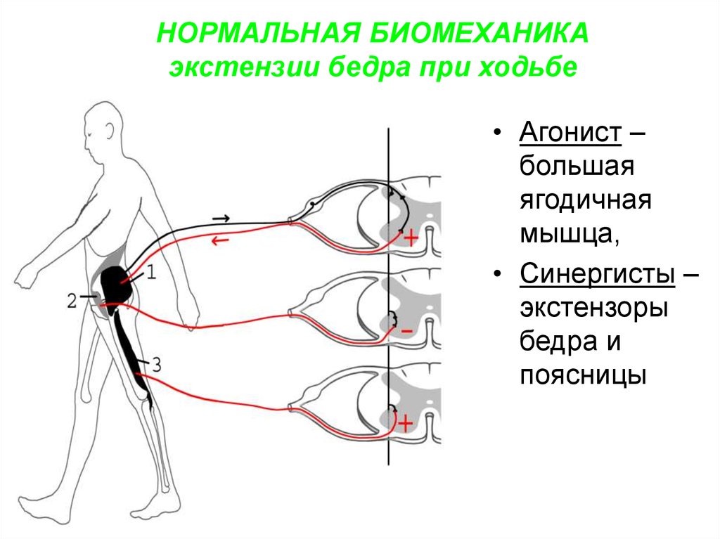 Локомоторные движения презентация