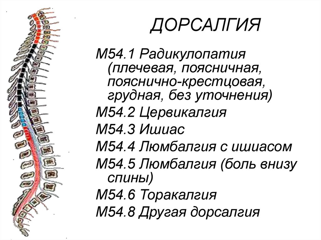 Грудной отдел позвоночника это