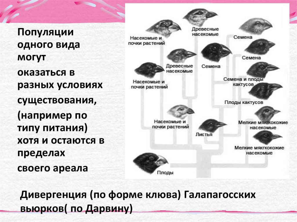 Расположите различные типы. Галапагосские вьюрки популяция. Галапагосские вьюрки Дарвина. Дивергенция у Галапагосских Вьюрков. Галапагосские вьюрки видообразование.