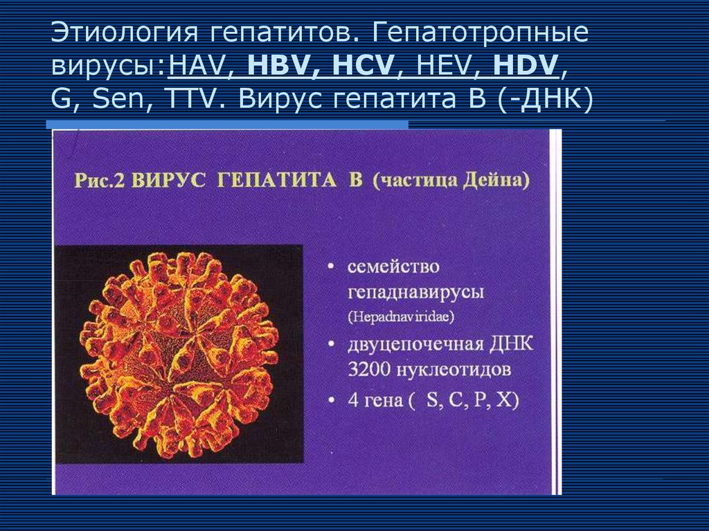 Сколько вирус гепатита. Гепатотропные вирусы. Вирус гепатита TTV. Общая характеристика гепатотропных вирусов. Вирус гепатита а этиология.