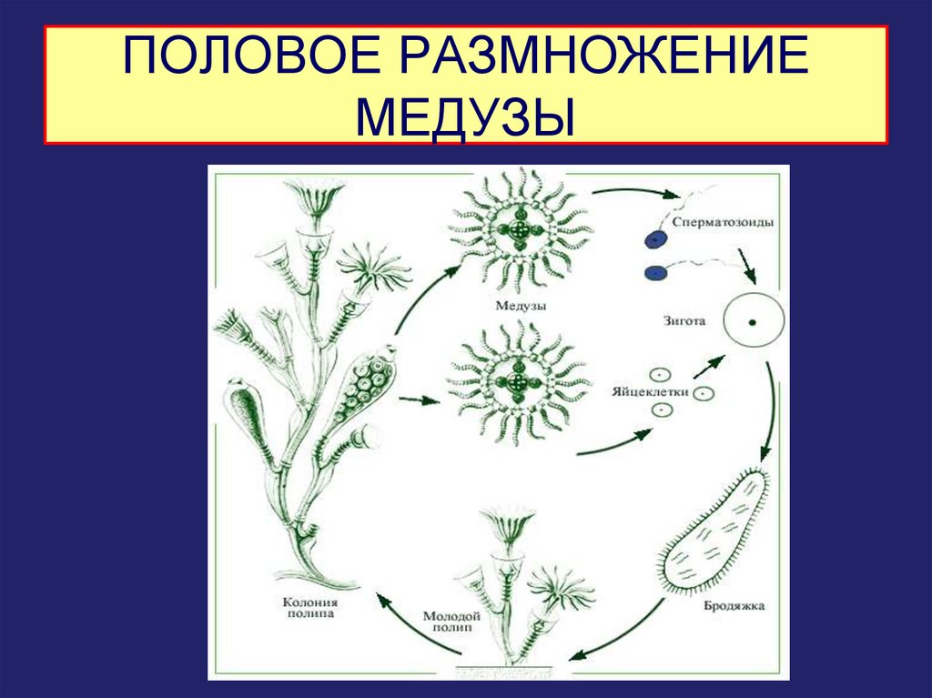 Размножение медуз схема