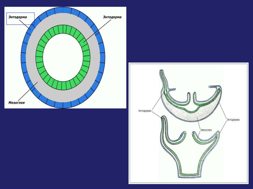 Эктодерма мезодерма энтодерма таблица рисунок
