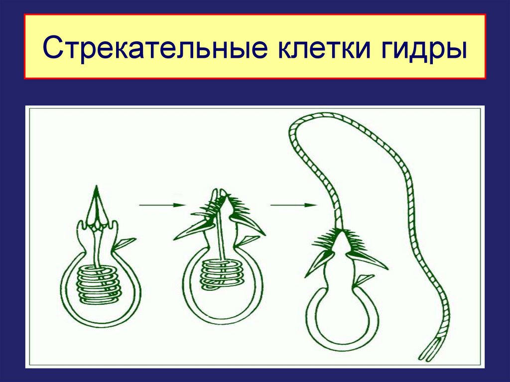 Стрекательные клетки гидры