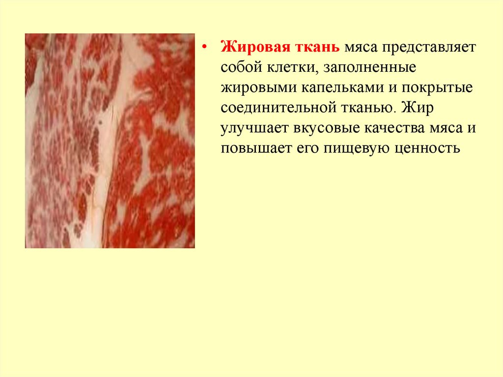 Основные ткани мяса