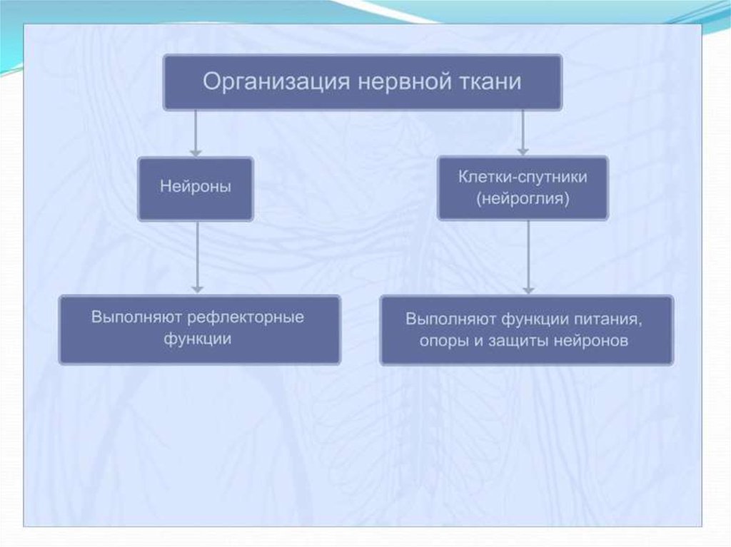 Схема значение нервной системы 8 класс