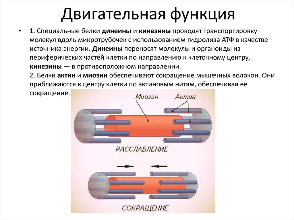 Энергетическая функция белков презентация