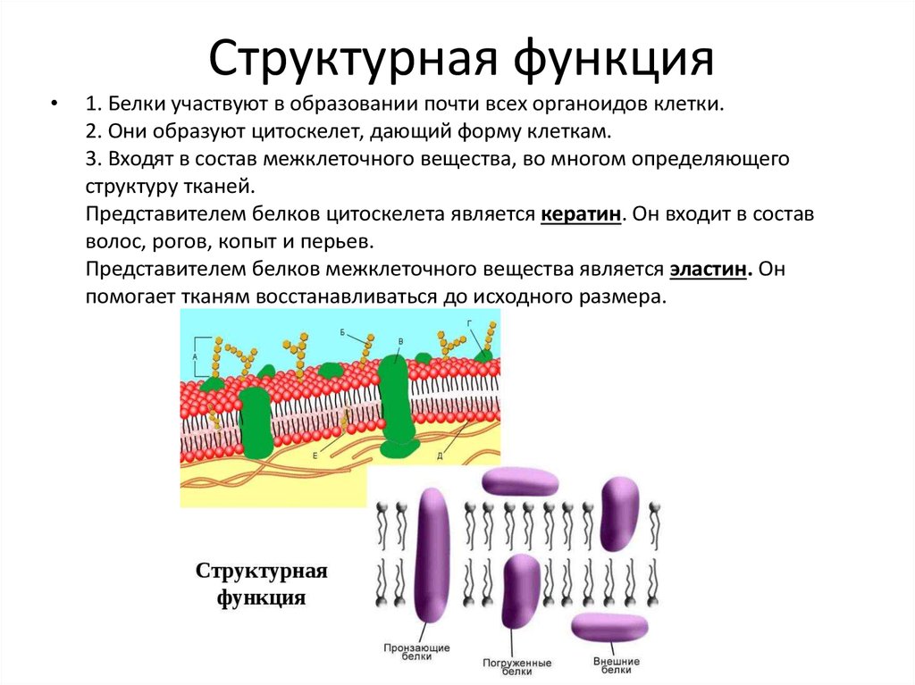 Основная функция белка в организме