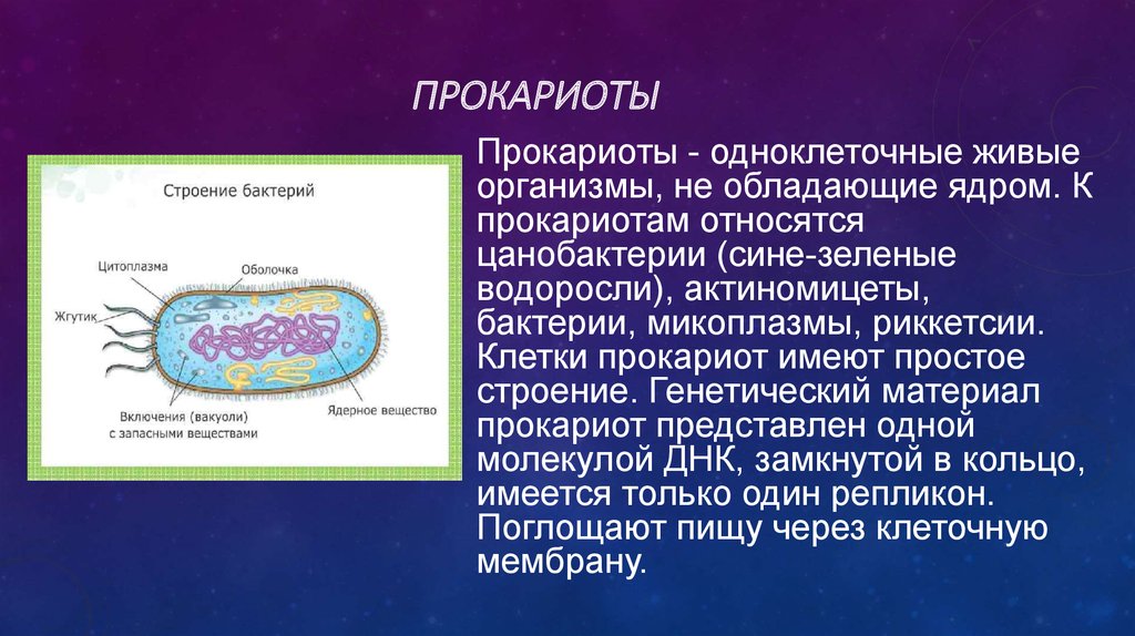 Прокариоты доядерные организмы