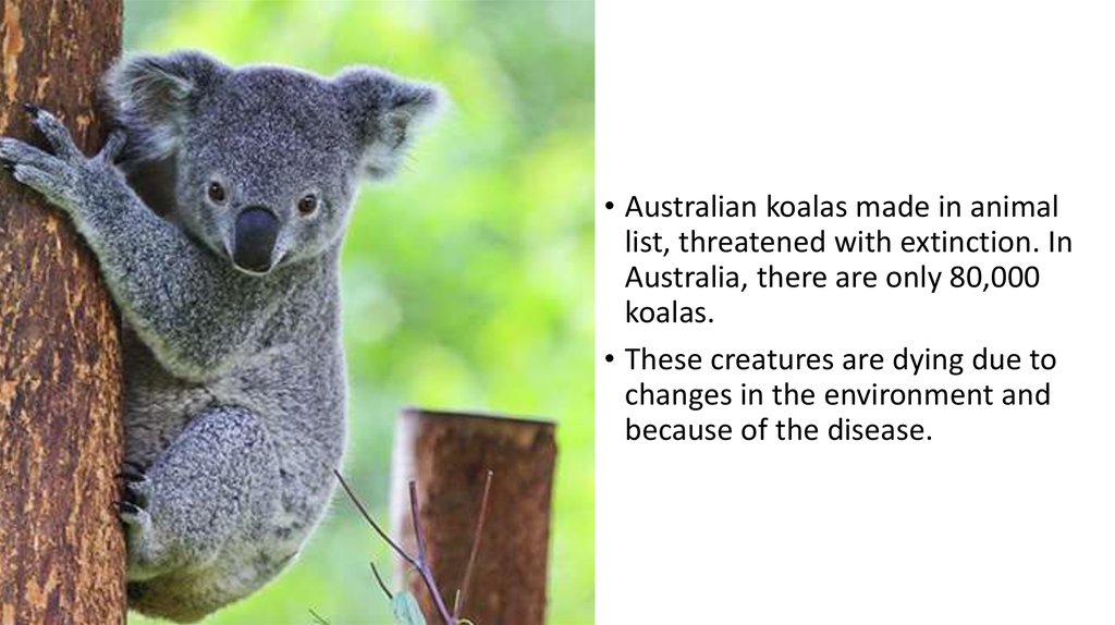 Коала перевод. Коала презентация. Коала на английском. Коала проект. Презентация про коалу на английском.