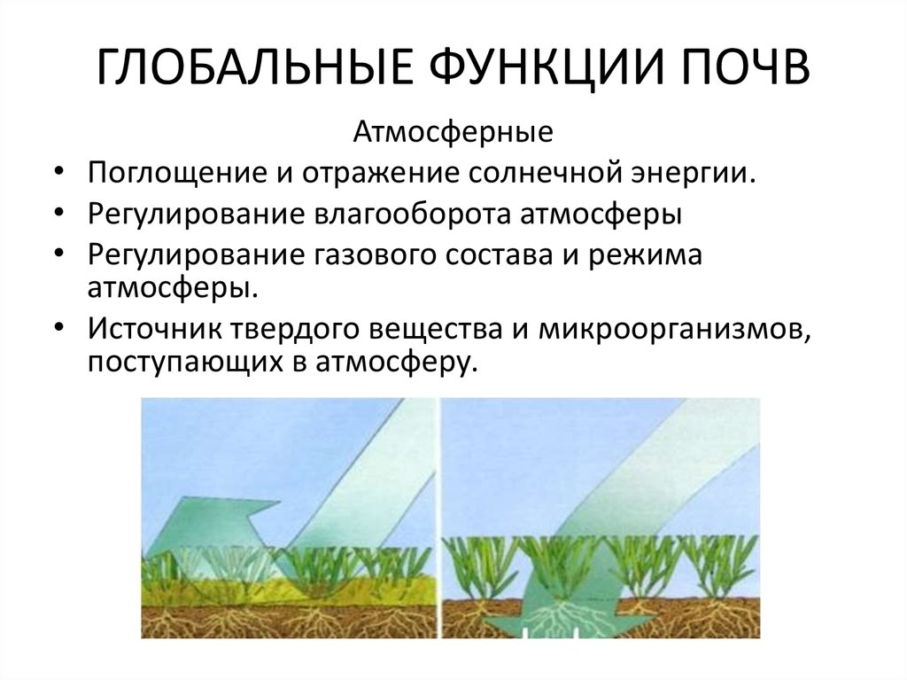 Экологическая роль почв. Глобальные экологические функции почв. Глобальные функции почвы. Экологические функции почв. Функции почвы.