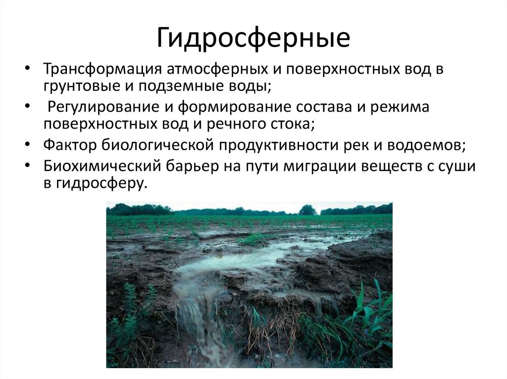 Сток фактор. Гидросферная функция почвы. Экологические функции почв. Глобальные функции почвы. Глобальные экологические функции почв.