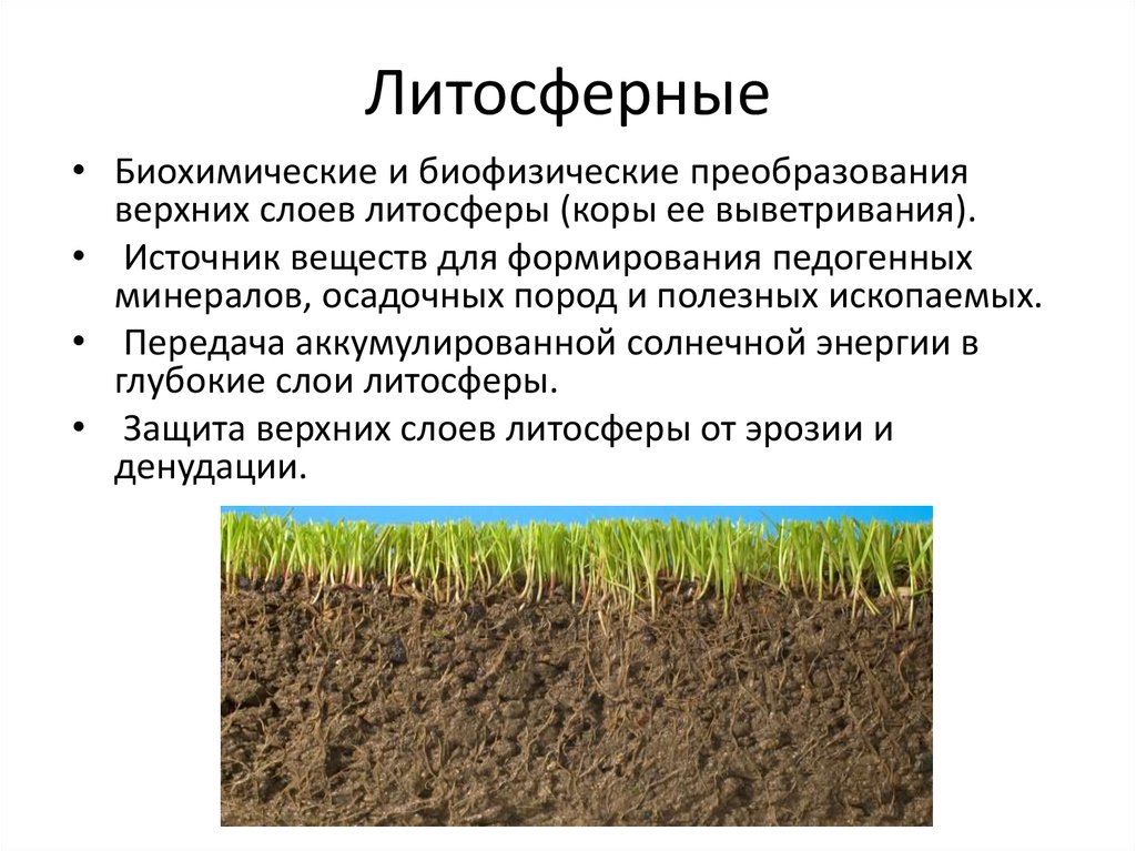 Преобразование литосферы. Литосферные функции почв. Функции почвы. Экологические функции почв. Роль почвы в экологии.