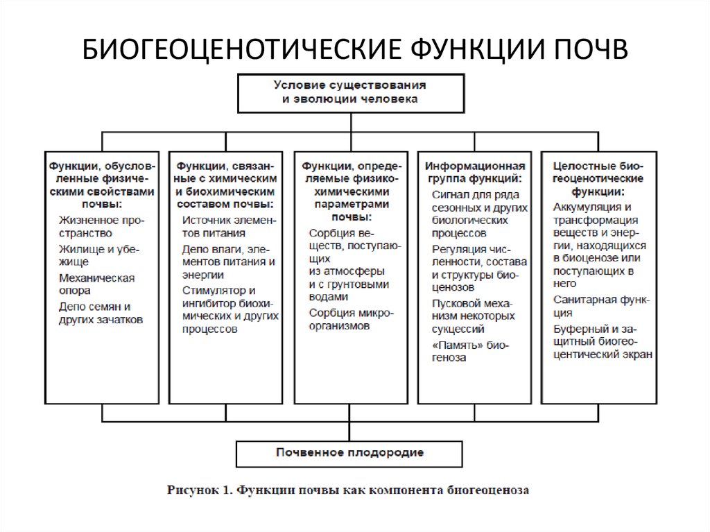 Выберите основную функцию. Основные биогеоценотические функции почвы. Биогеоценотические функции почв схема. Биогеоценотические почвенные функции. Глобальные функции почвы.