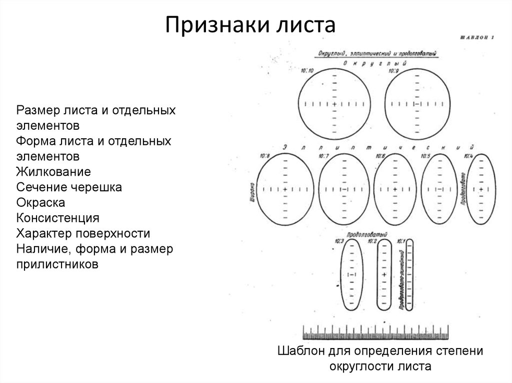 Признаки листьев. Признаки листа. Листы симптомы. Провертывание признаки листа. Провертывание признаки листа таблица.