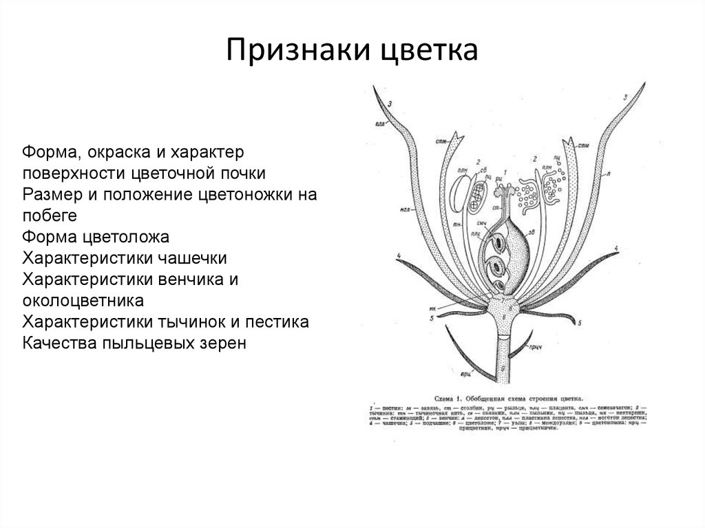 Цветок какой признаки. Анатомо-диагностические признаки листьев ландыша. Признаки цветка. Диагностические признаки цветков. Анатомо диагностические признаки цветков.