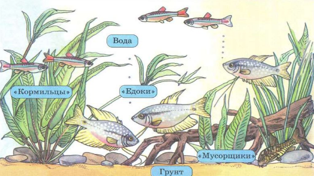 Растения кормильцы. Экосистема аквариума. Аквариум искусственная экосистема. Аквариум биогеоценоз. Аквариум экосистема обитатели.