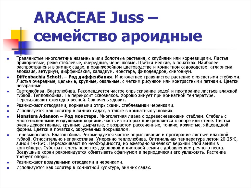 ARACEAE Juss – семейство ароидные