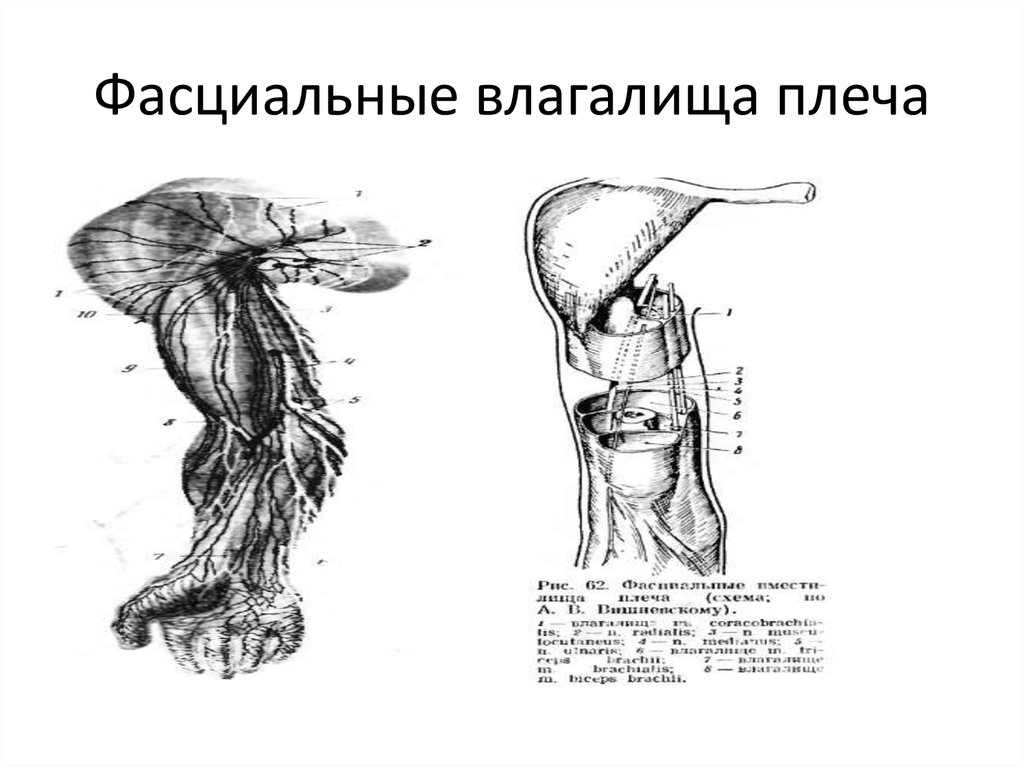 Анатомия влагалище рисунок