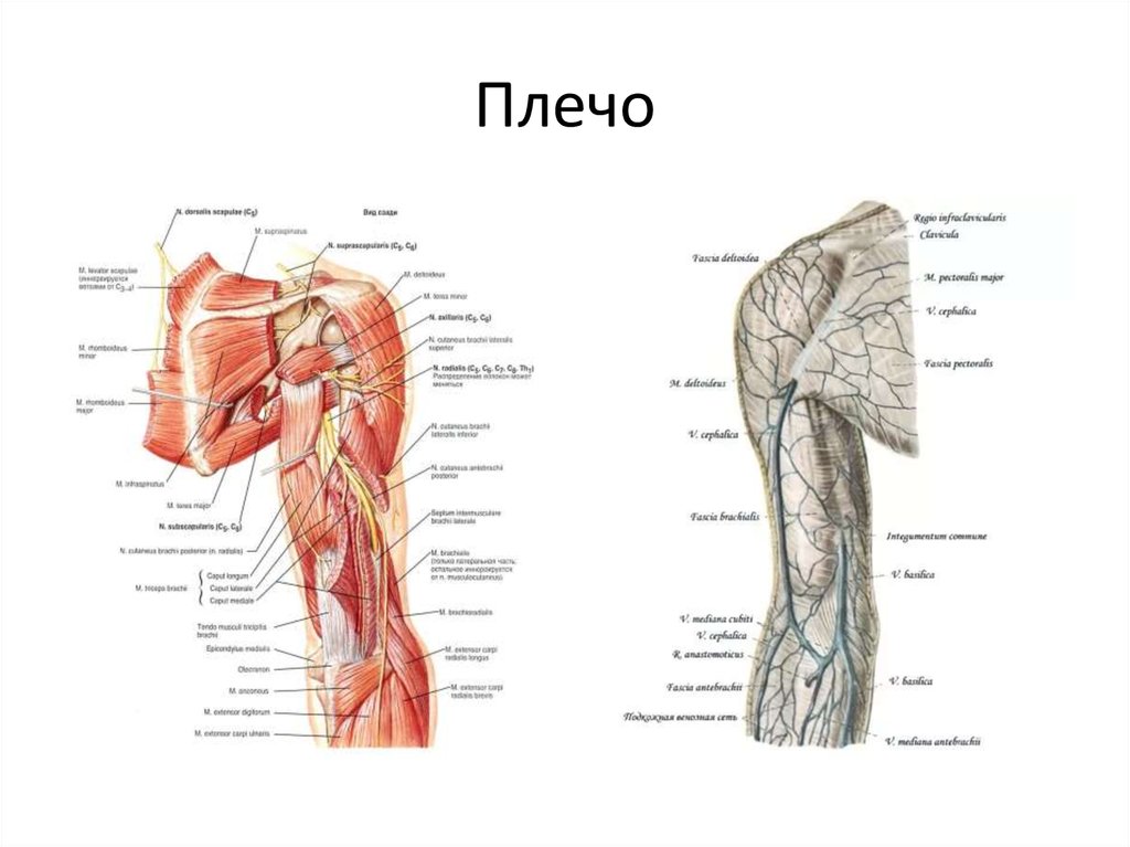 Внутренняя поверхность плеча