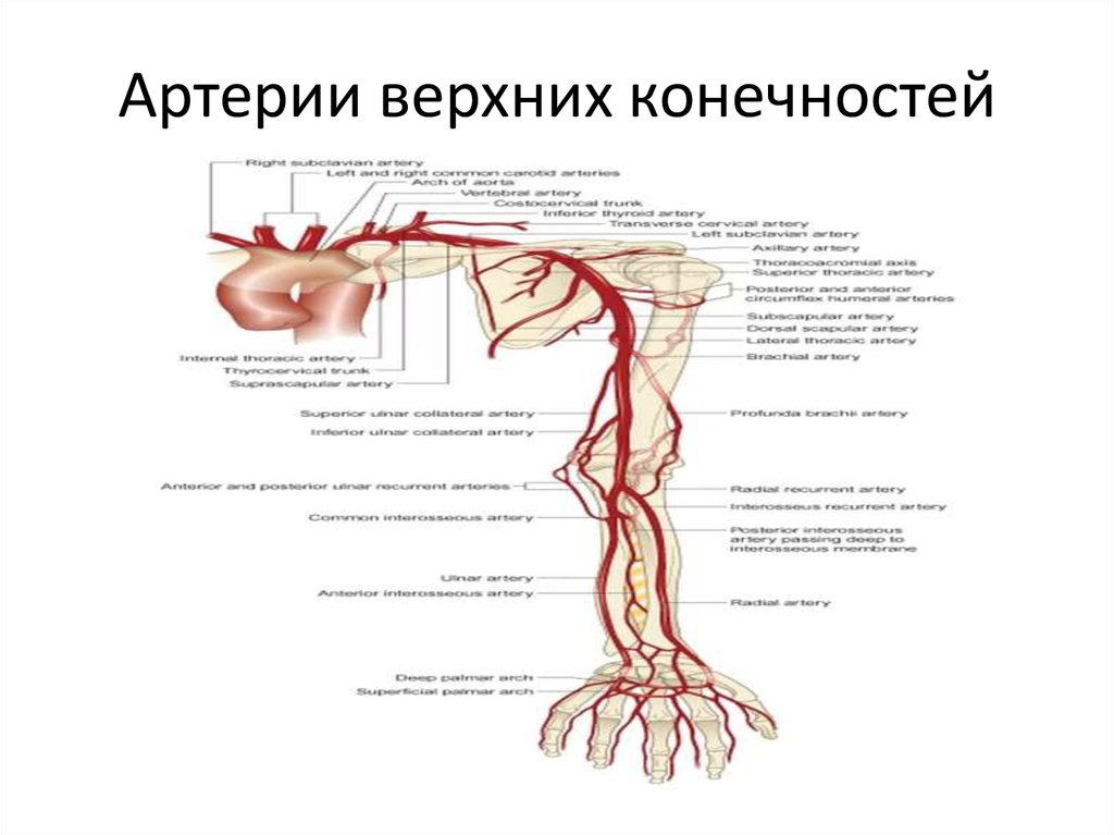 Подключичный тромбоз. Схема кровообращения верхней конечности. Сосуды верхней конечности топографическая анатомия. Сосуды верхних конечностей анатомия схема. Схема артерий верхних конечностей строение.