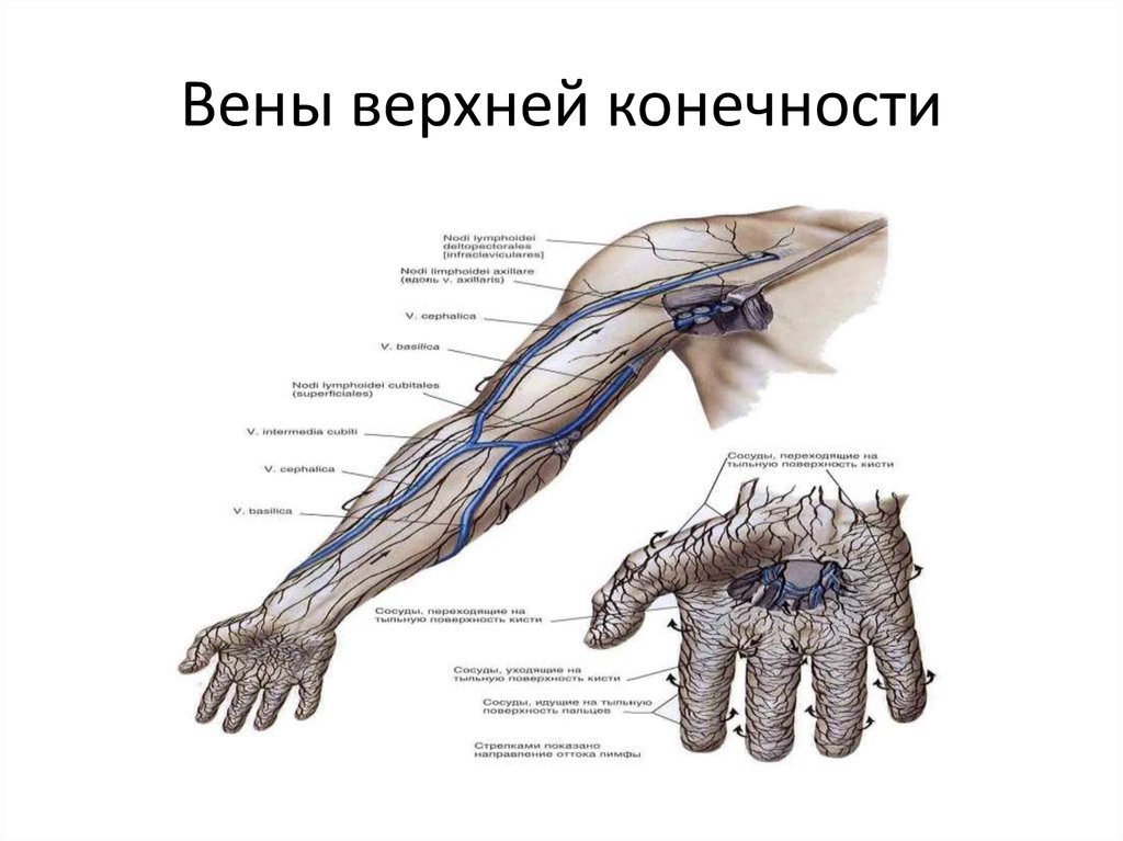 Операции верхних конечностей. Вены верхней конечности анатомия схема. Подкожные вены верхней конечности анатомия. Вены верхней конечности топографическая анатомия. Верхняя конечность Вена анатомия.