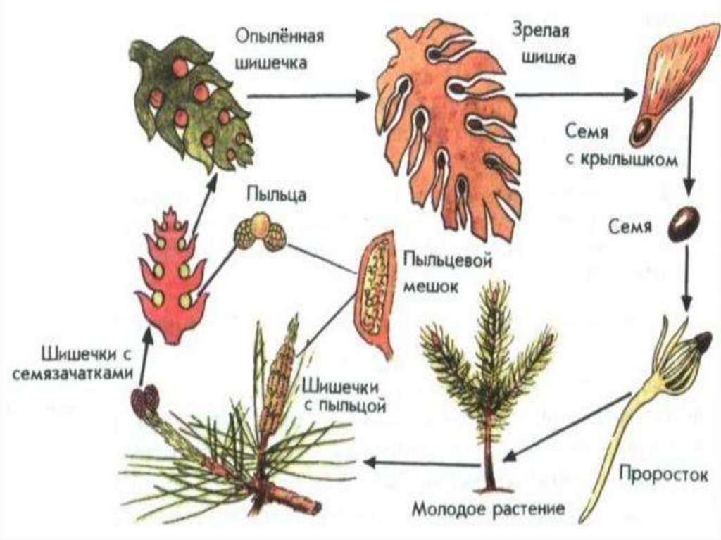 Жизненный цикл сосны рисунок