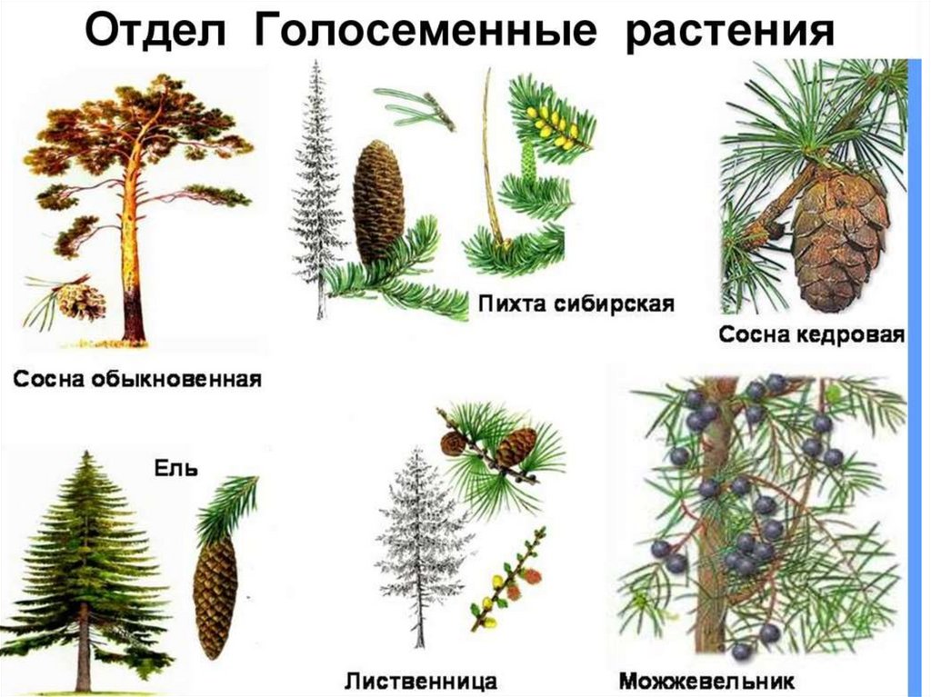 Голосеменные растения 5 класс биология презентация