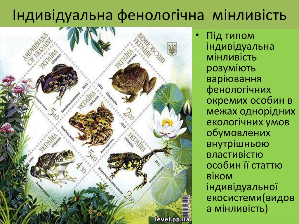 Індивідуальна фенологічна мінливість