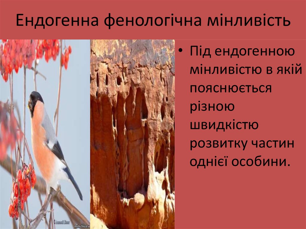 Ендогенна фенологічна мінливість