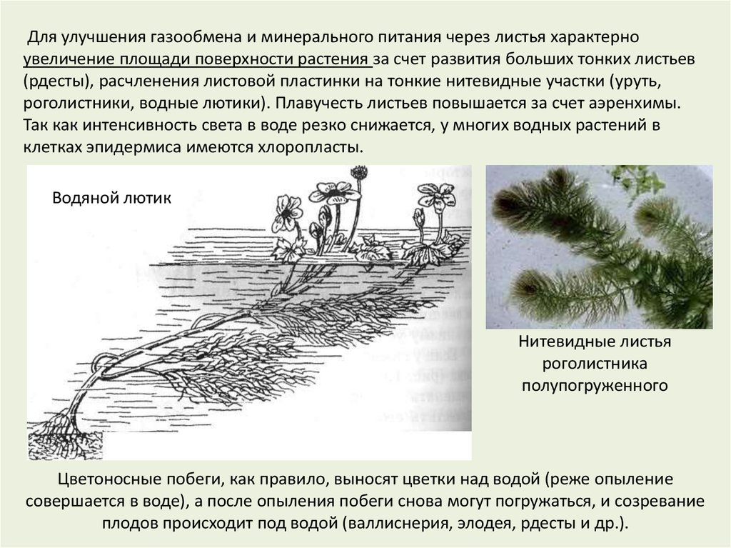 Вода абиотический фактор в жизни растений презентация