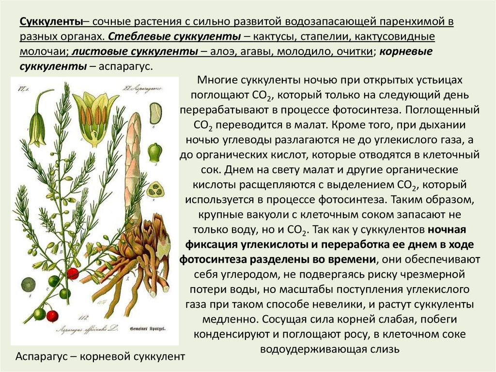 Каково значение семенных растений в природе