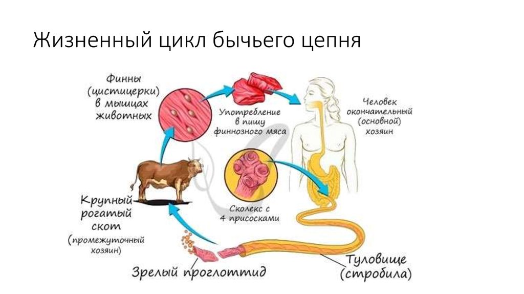 Стадия жизненного цикла червя. Цикл развития бычьего цепня схема. Цикл развития бычьего цепня биология 7. Бычьи цепни цикл развития. Схема развития бычьего цепня.