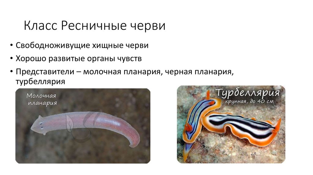 К группе плоских червей относится. Свободноживущие плоские черви. Свободноживущие плоские класс Ресничные черви. Ресничные черви представители планарий. Представители ресничных плоских червей.