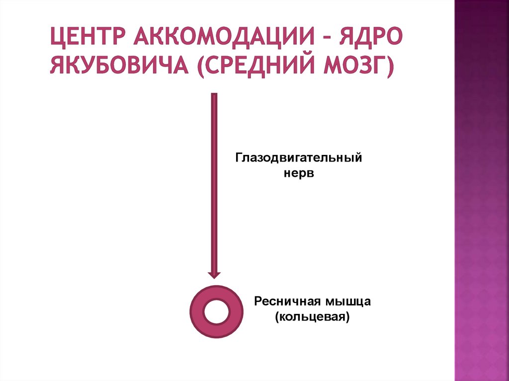 Центр аккомодации – ядро Якубовича (средний мозг)