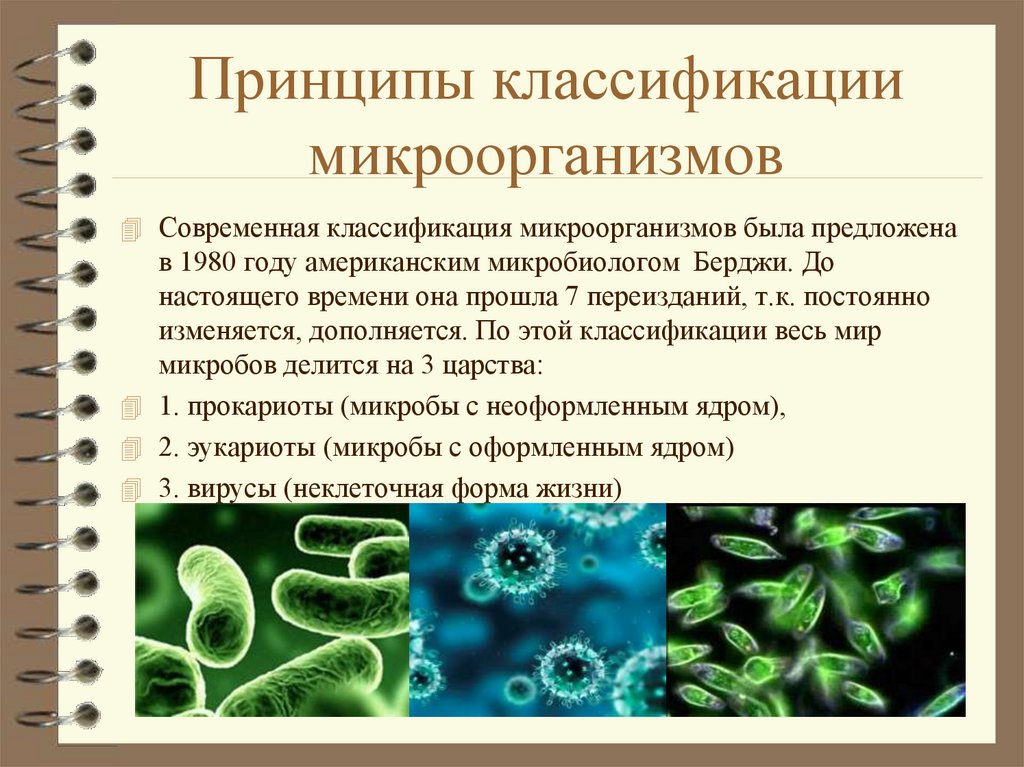 Бактерии прокариоты признаки. Принципы классификации бактерий микробиология. Классификация бактерий микробиология. Царства микроорганизмов микробиология классификация. Классификация бактерий по классам.