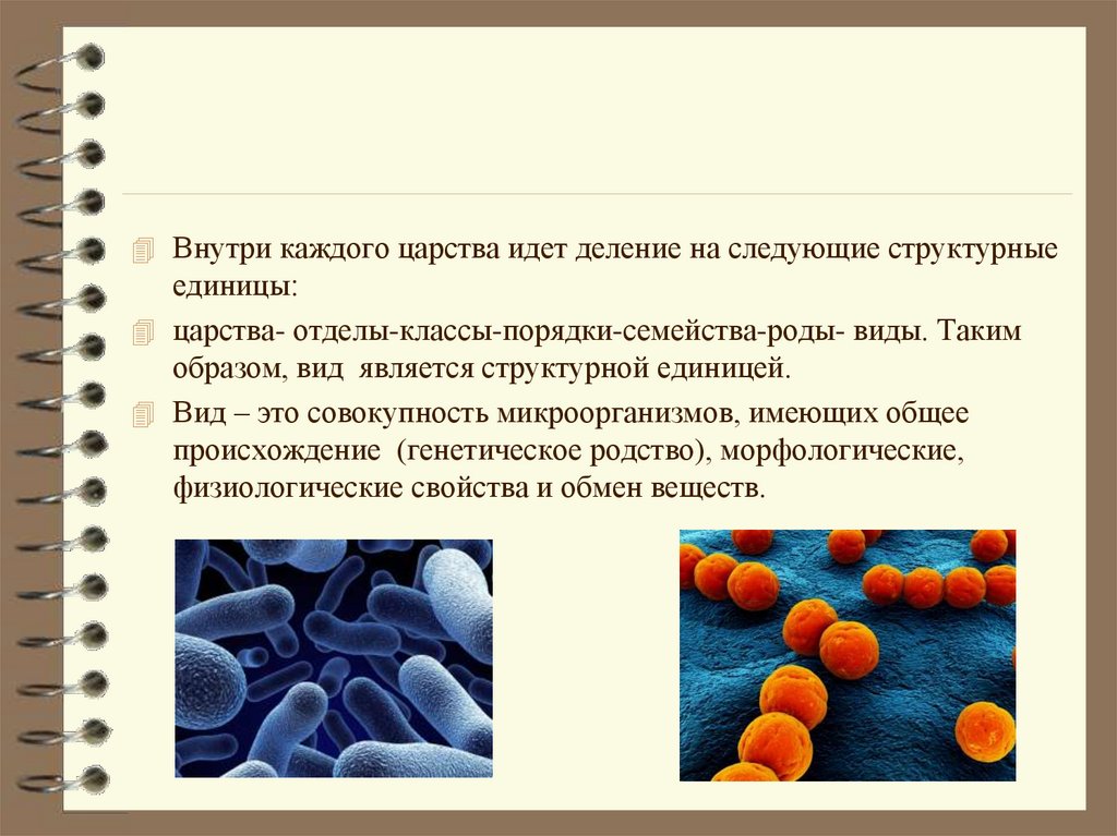 К прокариотам относят. Прокариоты определение. Микроорганизмы эукариоты это. Прокариоты виды бактерий. Эукариотами являются микроорганизмы.